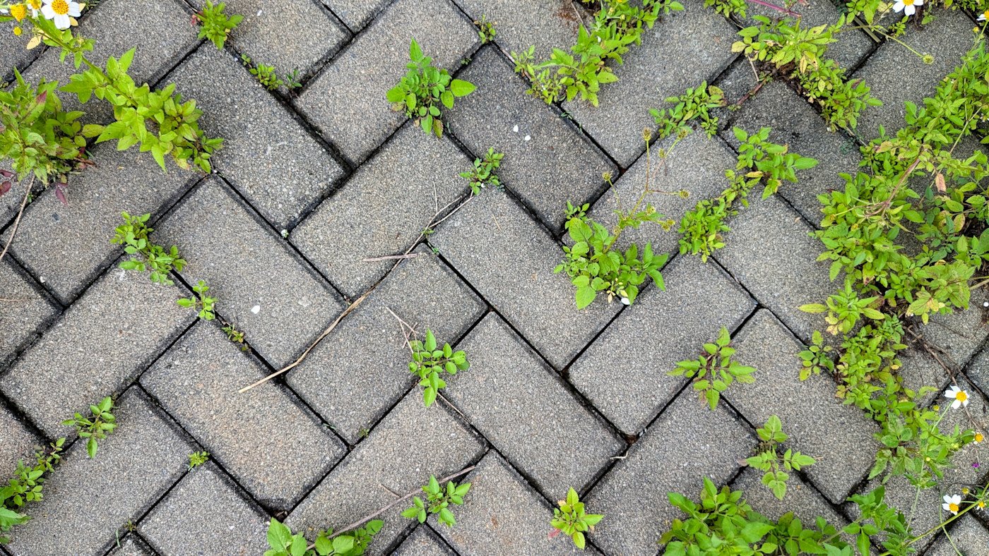Onkruidvrije bestrating met de inzet van Micro-organismen